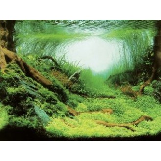 hover image