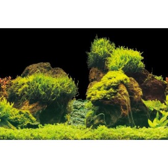 hover image