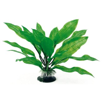 AMTRA ECHINODORUS augs plant classic 17 cm MD 1 gab.