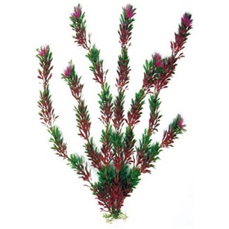 AMTRA FLORA BICOLOUR augs liels 23 cm 1 gab.