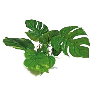 AMTRA ANUBIAS plastmasas augs 15 cm 1 gab.