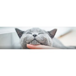 TRAINER Natural CAT 