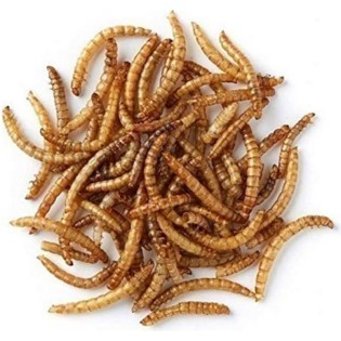 PRODAC Mealworms žāvēti miltu tārpi 100 ml