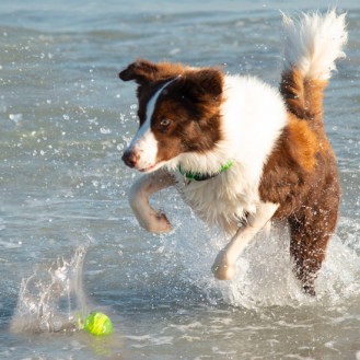 hover image