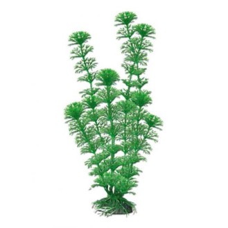 AMTRA CABOMBA augs ļoti liels 33 cm 1 gab.