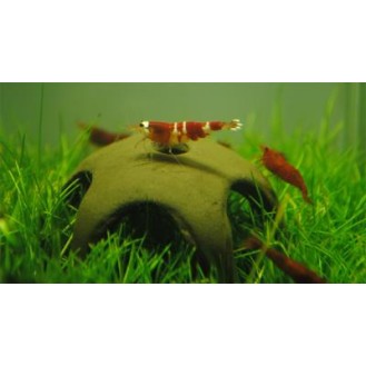 AQUA NOVA dekorācija zvaigzne garnelēm 50 mm