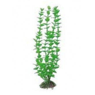 AMTRA ROTALA plastmasas augs liels 23 cm 1 gab.